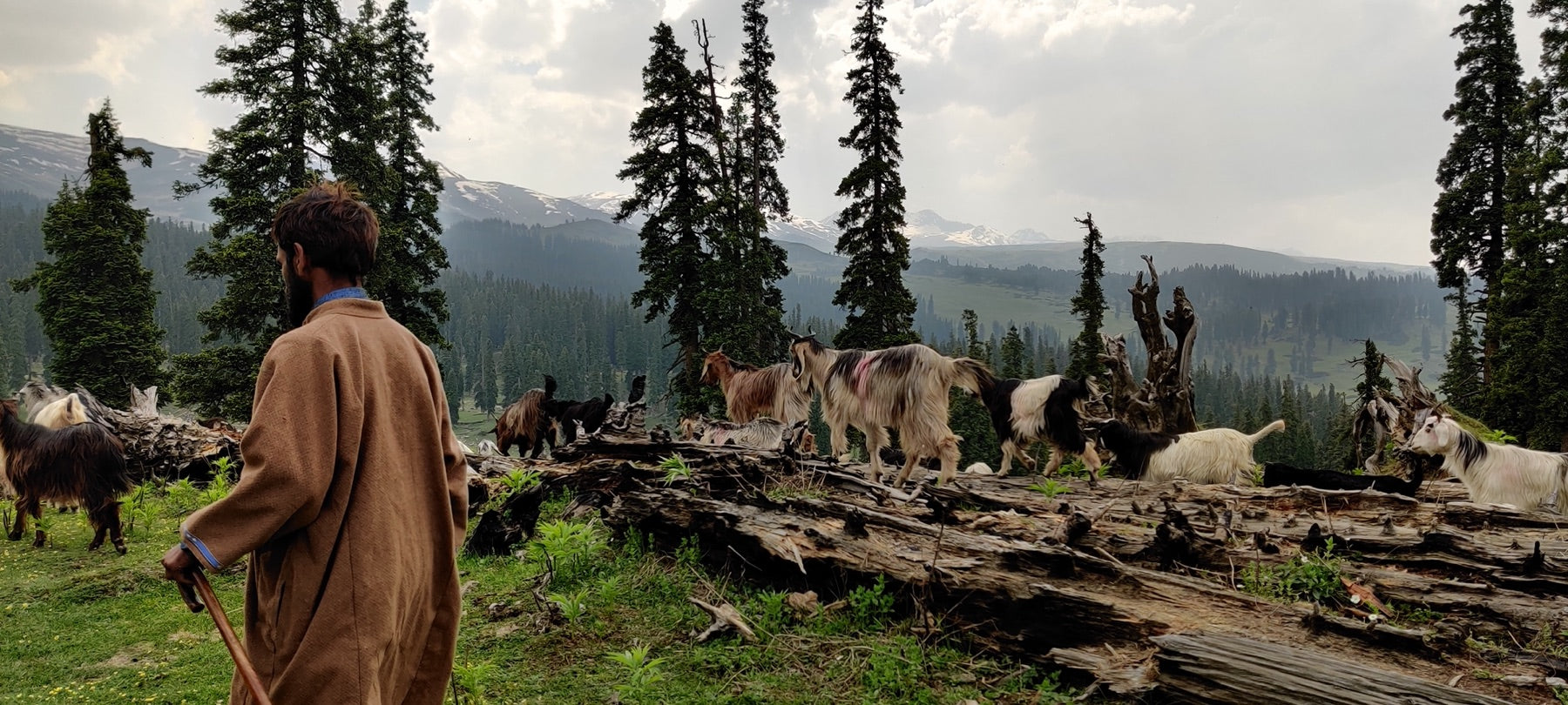 Herder · North Kashmir