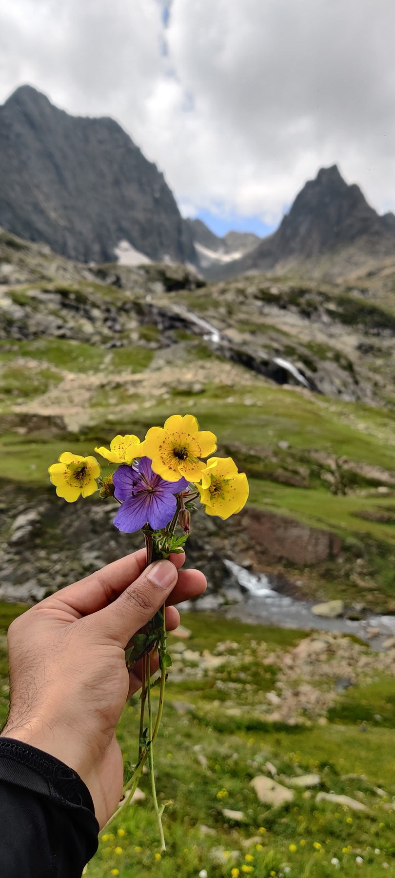 Wild botanicals · Paddar