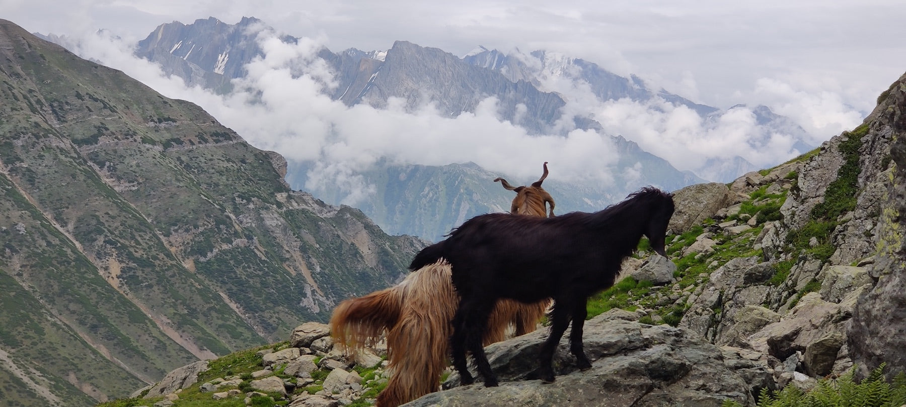 Pashmina goats · Pir Panjal