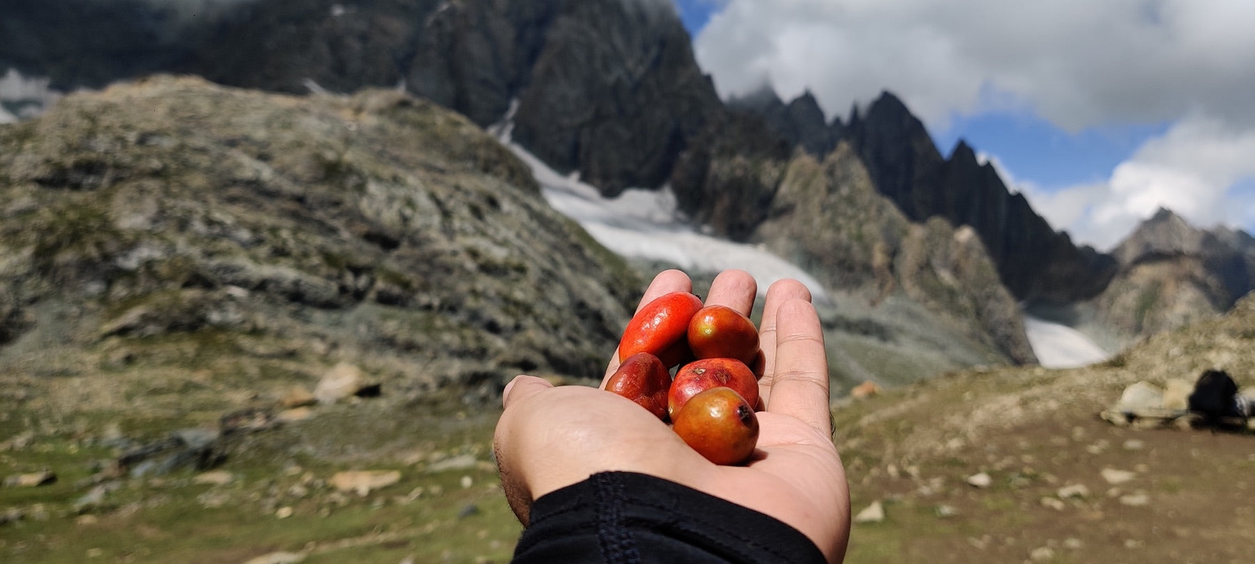 Kashmiri Barberry · Paddar 3,800m