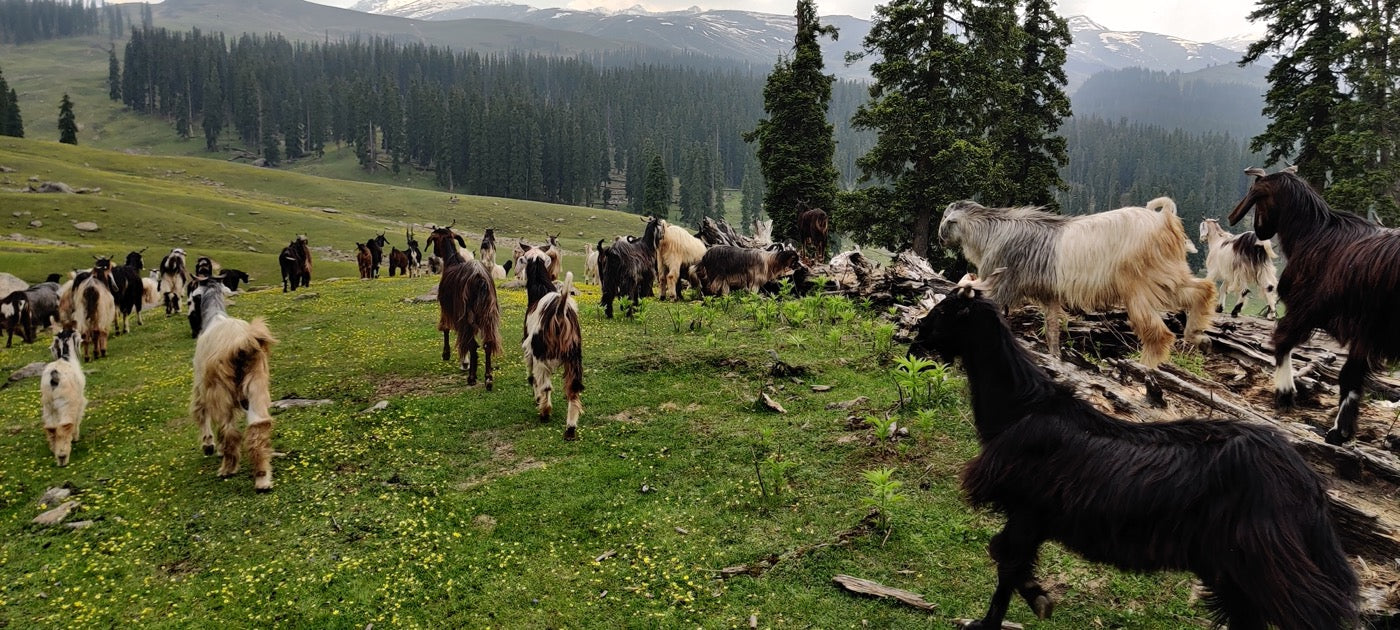 Kashmir
